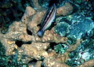  Ectyoplasia ferox (Brown Encrusting Octopus Sponge)